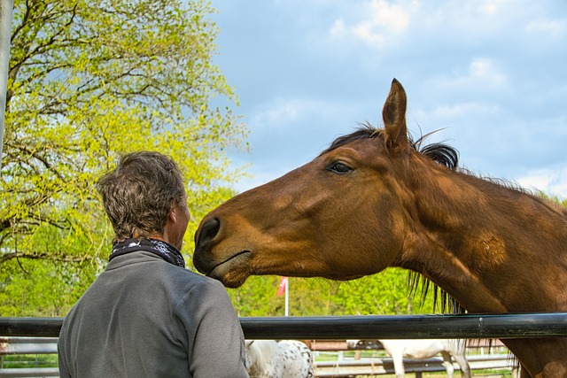 horse, horse ranch, pony farm, ponyhof, horse lovers, man, human, masculine, approximation, nature, portrait, emotions, facial expressions, fun, feel, contact, horse friend, brown, kaltblut, whole blood, gaul, mane, blow, nostril