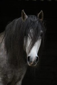 horse, arab, nature, head, horse head, horse mane