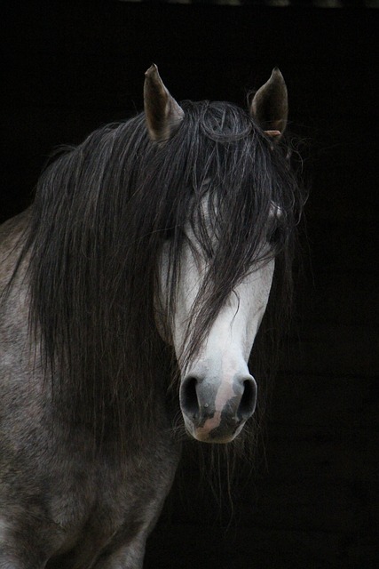 horse, arab, nature, head, horse head, horse mane
