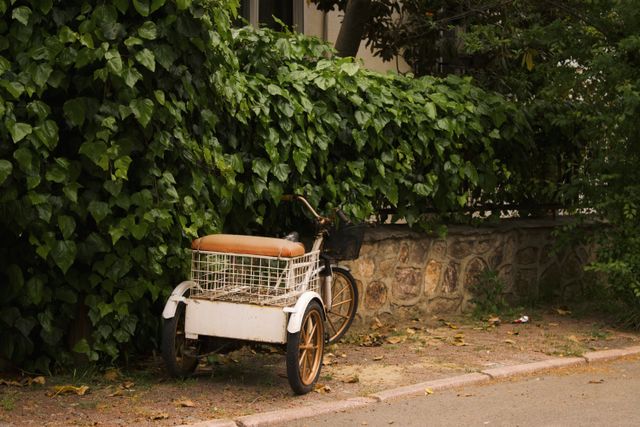 Charming vintage bicycle with basket against lush green ivy wall in Heybeliada, İstanbul.